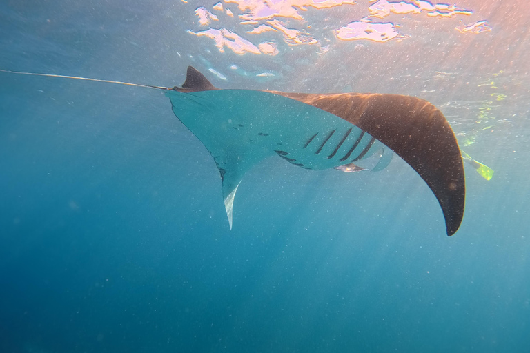Nusa Penida: Snorkeling Adventure 3-Spots with Manta Rays Nusa Penida: Snorkeling Manta Point 3-Spots with Manta Rays