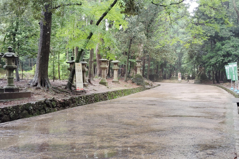 奈良：雾霭中与鹿共行的神圣晨间漫步奈良：雾中与鹿共行的神圣晨间漫步