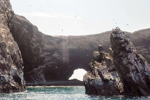 Excursion : Les îles Ballestas et la réserve nationale de Paracas