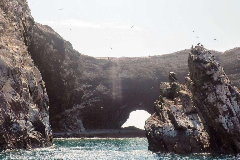 Excursion : Les îles Ballestas et la réserve nationale de Paracas