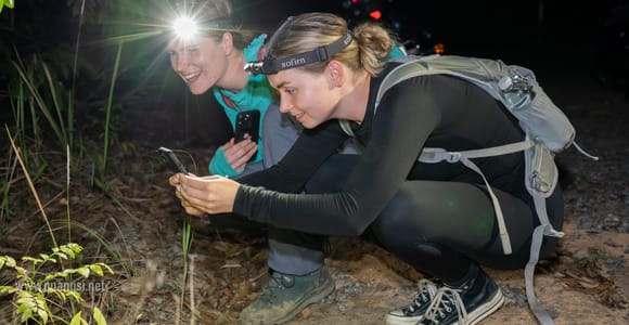 Phu Quoc Island: Jungle Night Herping Tour