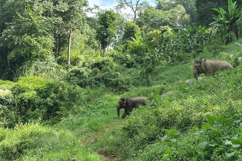Chiang Mai: Temple Visit & Elephant Nature Observation