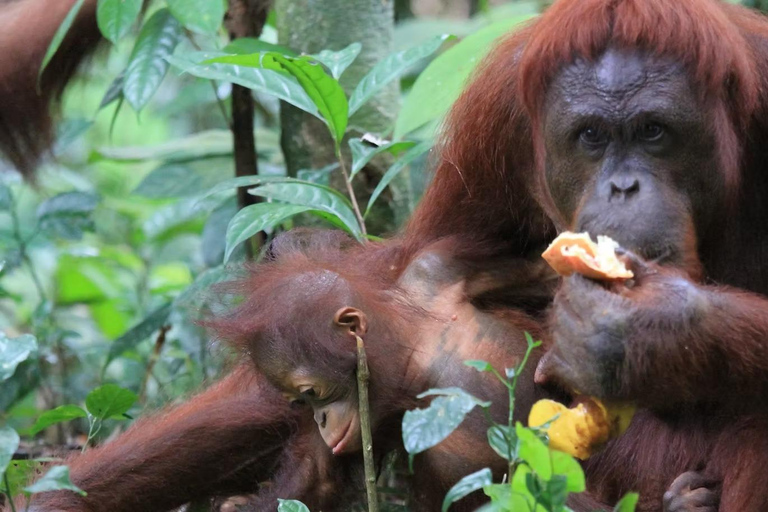 From Penang: Orang Utan Island Tour with Boat Ride