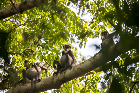 From Da Nang: Wildlife watching, Douc Langurs watching