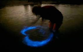Orlando: Bioluminescence Kayak and Swim Adventure