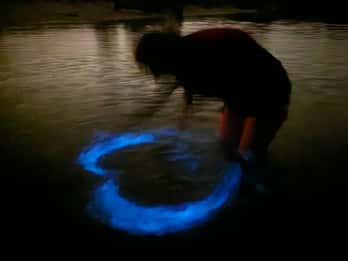 Orlando: Bioluminescence Kayak Adventure