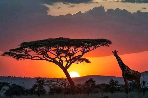 Mombasa/Diani: 2-Day Tsavo East Safari with Meals Private day tour to Tsavo East National Park - VAN