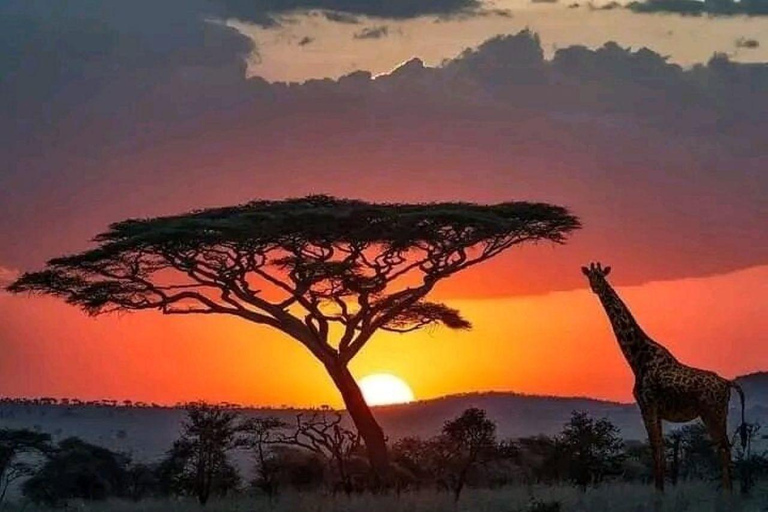 Mombasa/Diani: 2-Day Tsavo East Safari with Meals Private day tour to Tsavo East National Park - VAN