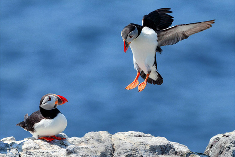 De Reykjavik: Excursão de Puffin e Vulcão nas Ilhas Westman