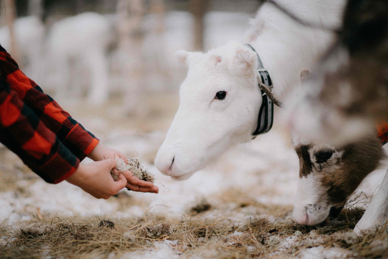 Levi Wilderness Twilight Adventure