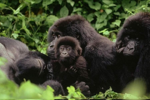 Rwanda 2-day Gorilla Trekking & Dian Fossey Tomb Visit