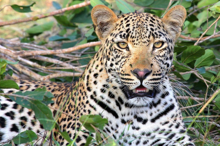 Von Sansibar aus: Selous Game Reserve Tagessafari mit Flügen