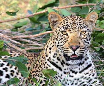Dar Es Salaam: Safari z noclegiem w Parku Narodowym Mikumi