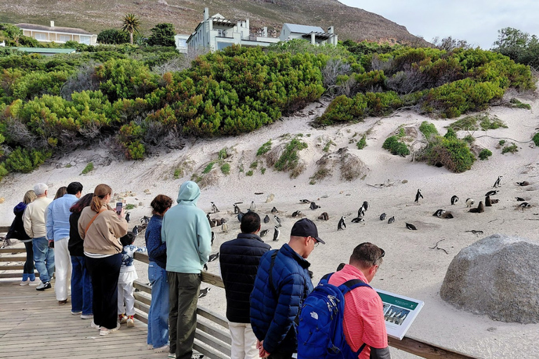 Cape Town: 2-Day Private Tour with Penguins, Safari & Wines