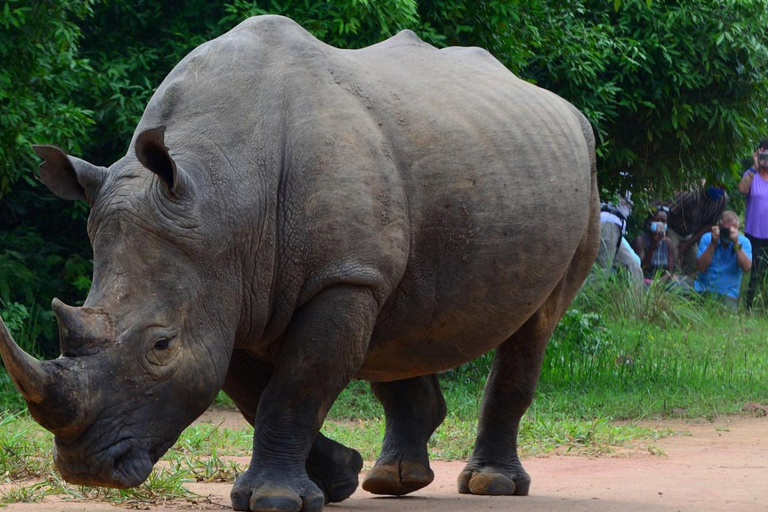 恩德培/坎帕拉：3日莫西森瀑布之旅与犀牛追踪