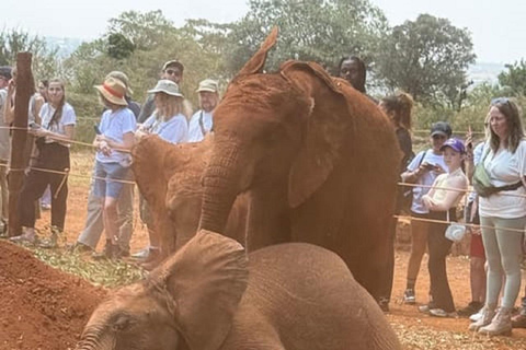 Parco nazionale di Nairobi, orfanotrofio degli elefanti e centro delle giraffeParco Nazionale di Nairobi, DSWT e Centro delle Giraffe senza ingresso