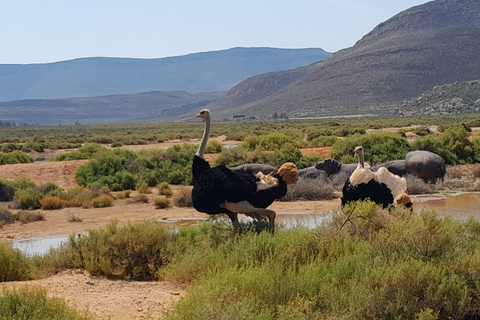 Safari al atardecer en la Reserva de Caza de Aquila con transporte privado