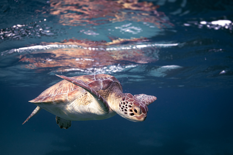 Turtle Snorkeling Aruba with Underwater video