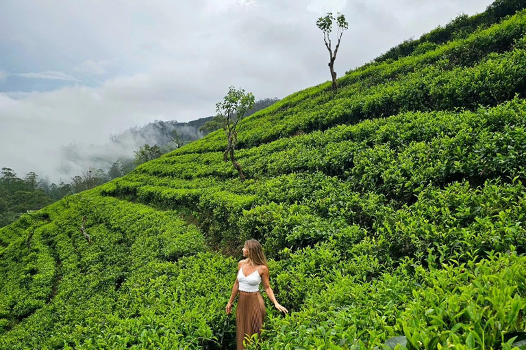 Kandy to Ella Private Transfer Via Nuwara Eliya City Tour