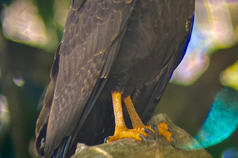 Uvita: Stacja San Pedrillo w Parku Narodowym Corcovado z Uvita