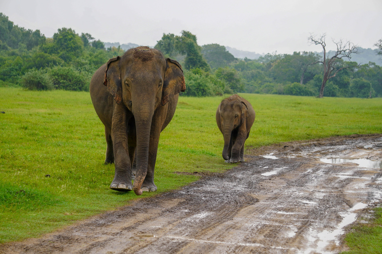 Minneriya National Park: Elephant Photography Tour