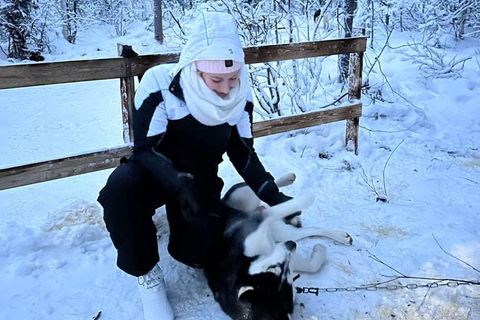Levi: 5 Km Husky Sledding Ride in Levi