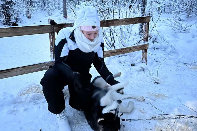 Levi: 5 Km Husky Sledding Ride in Levi