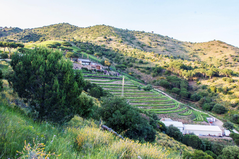 Barcelona: Sailing and Winery Tour with Wine Tasting Winery Tour & Wine Tasting from Barcelona (NO SAILIG)