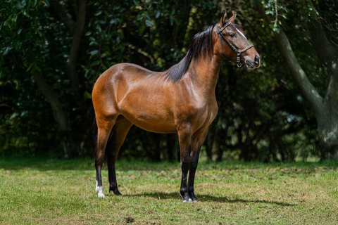 Bogotá: Paso Fino Horse Ranch Visit with Guide