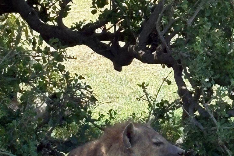 Nairobi: 3-Day epic trip to Maasai Mara Reserve with meals 3 days, 2 nights private safari to Mara in a tourist VAN