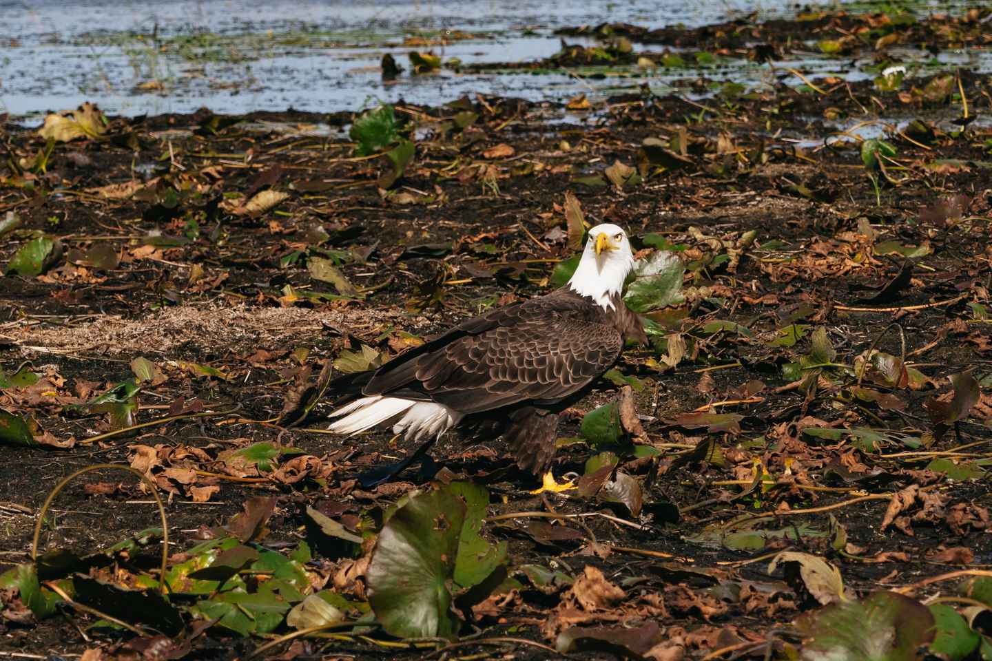Orlando: Florida Everglades Wildlife Airboat Tour - Orlando: Florida Everglades Wildlife Airboat Tour