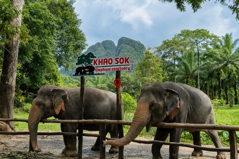 Khao Sok: Ethical Elephant Experience & Guided Nature Walk - Image 2