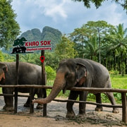 Khao Sok: Ethical Elephant Experience & Guided Nature Walk Khao Sok: Ethical Elephant Experience & Guided Nature Walk