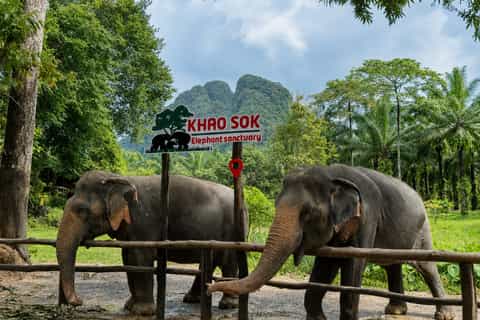 Khao Sok: Ethical Elephant Experience & Guided Nature Walk - Image 3