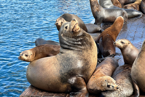 Los Angeles: Redondo Beach Glass Bottom Boat Cruise