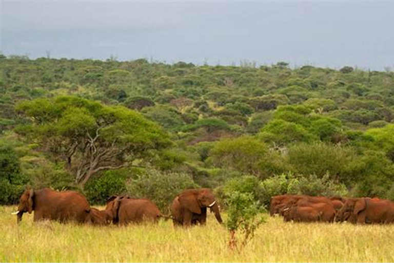 Arusha: Safari di 4 giorni a Tarangire, Serengeti e Ngorongoro