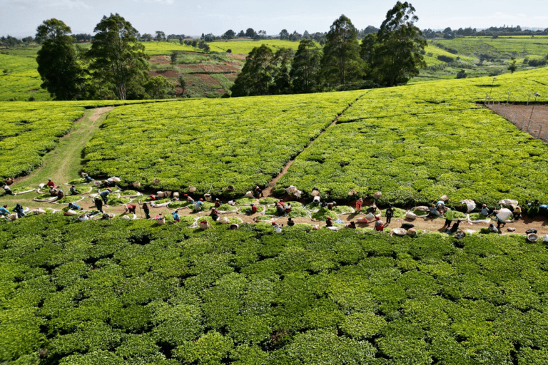 Excursão a uma fazenda de chá saindo de Nairóbi (Kiambethu)