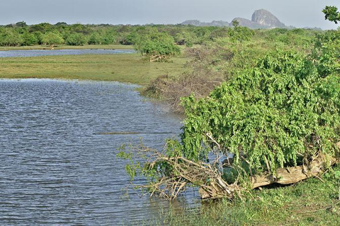 From Colombo: Flamingos & Wetlands Photography Safari