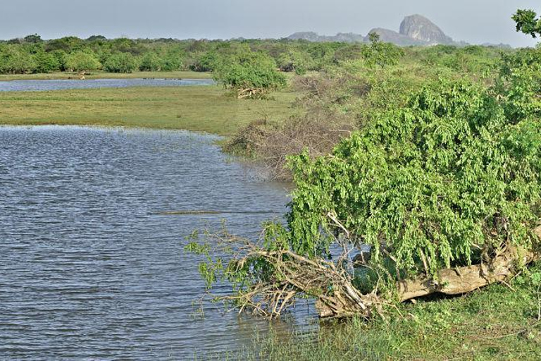From Colombo: Flamingos & Wetlands Photography Safari