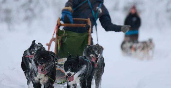 Kiruna: Overnight Husky Sled Tour with Cabin Stay