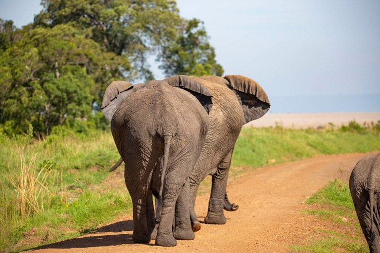 Nairobi :Amboseli National Park Game Drive Tour