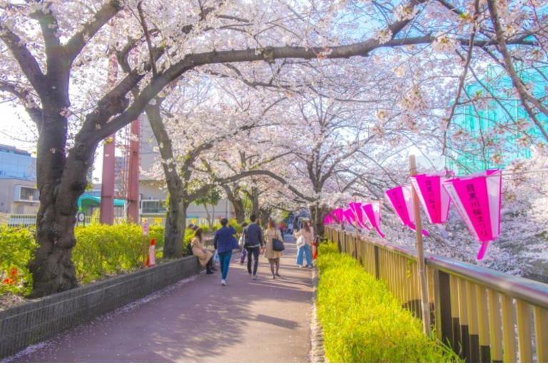 Tokyo: Cherry Blossom Photo Experience (Limited) Tokyo: Early Cherry Blossom Photo Experience (Limited)