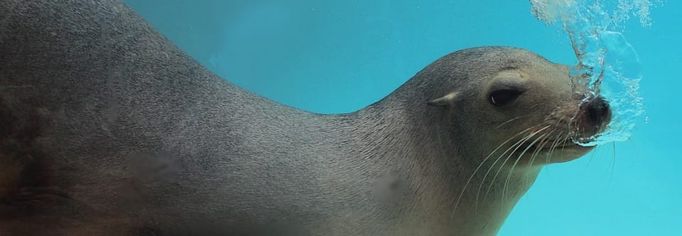 Arona: Entry Ticket to Tenerife&#39;s Jungle Park Zoo