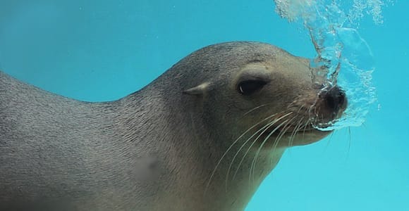 Arona: Entry Ticket to Tenerife&#39;s Jungle Park Zoo