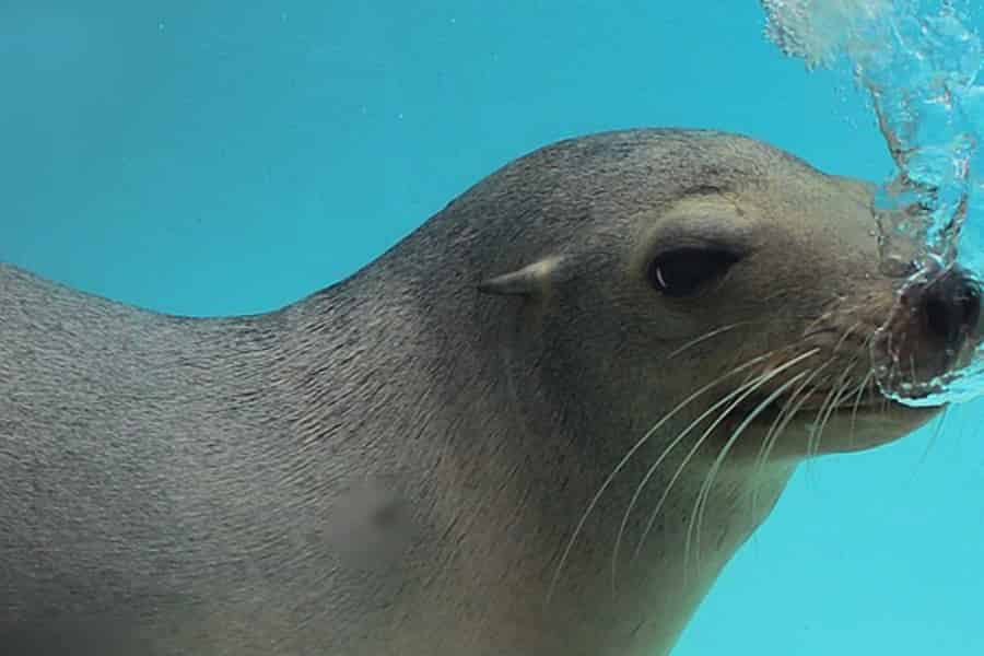 Arona: Ticket für den Zoo im Dschungelpark auf Teneriffa. Foto: GetYourGuide