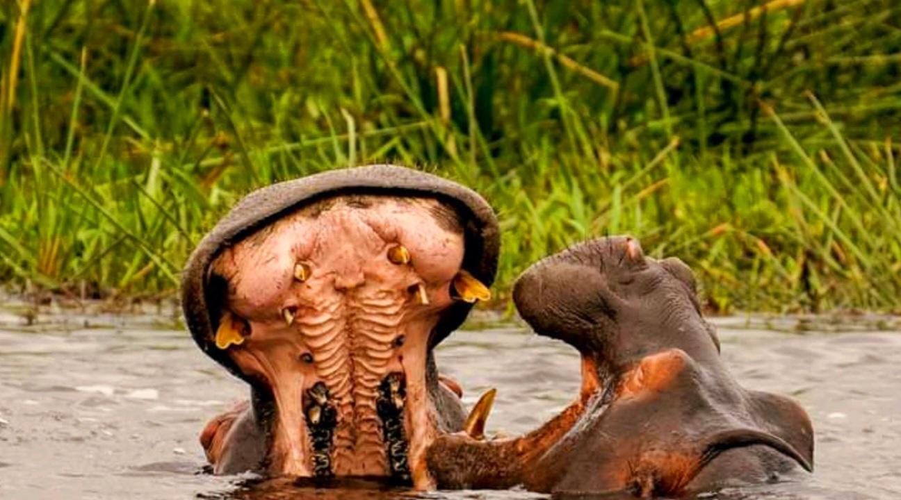 Schotia Safaris: Die besten Wildtier-Begegnungen in Port Elizabeth
