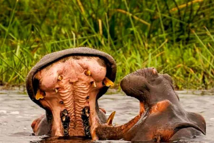 Schotia Safaris: Die besten Wildtier-Begegnungen in Port Elizabeth. Foto: GetYourGuide Schotia Safaris: Die besten Wildtier-Begegnungen in Port Elizabeth. Foto: GetYourGuide