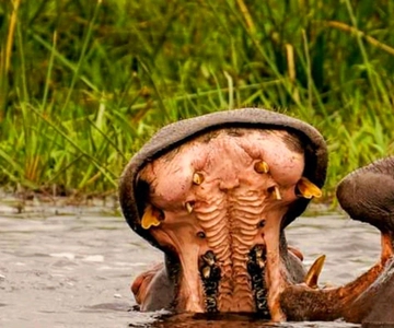 Schotia Safaris: Die besten Wildtier-Begegnungen in Port Elizabeth
