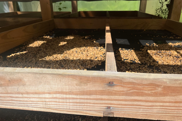 Country Coffee Farm Tour with Tasting and Lunch