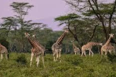 Nairobi Excursión de un día al Parque Nacional del Lago Nakuru